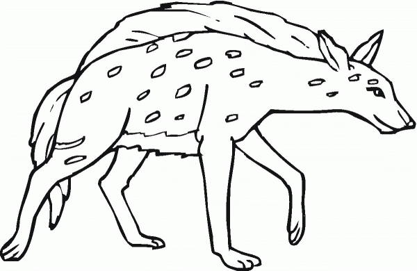 Spotted or Laughing Hyena  coloring page image
