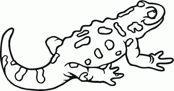 Spotted salamander coloring page image