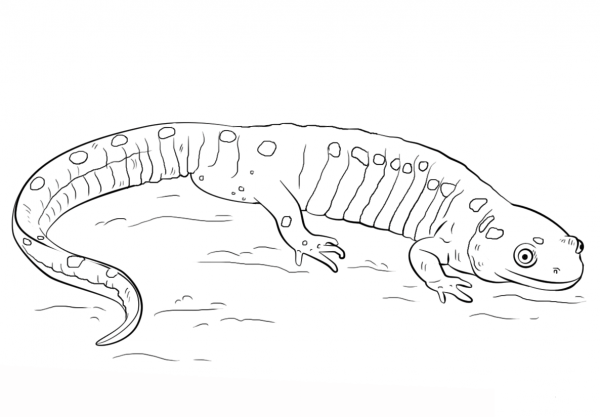 Spotted Salamander coloring page image