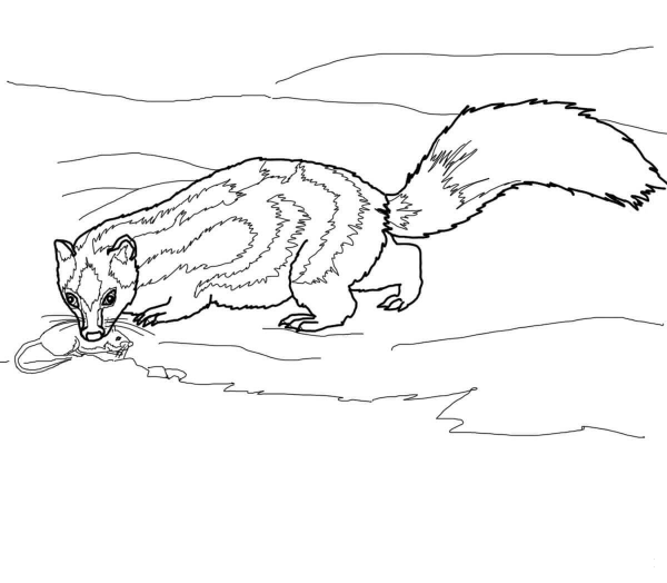 Spotted Skunk Catches a Rat coloring page image