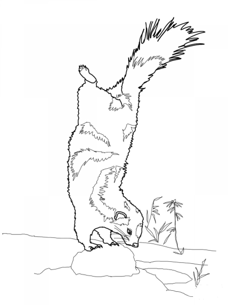 Spotted Skunk Ready to Spray coloring page image