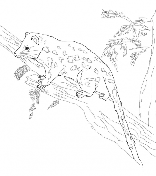Spotted Tail Quoll coloring page image