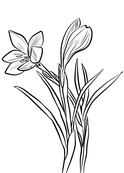 Spring Crocus coloring page image