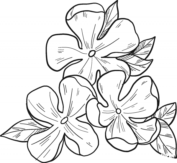 Spring Flower coloring page image