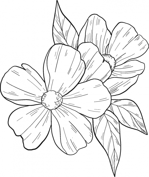 Spring Flower coloring page image