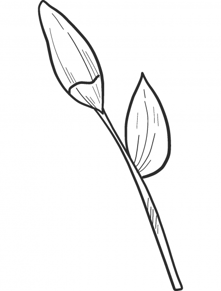 Spring Flower coloring page image
