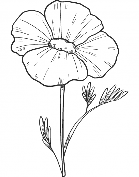 Spring Flower coloring page image