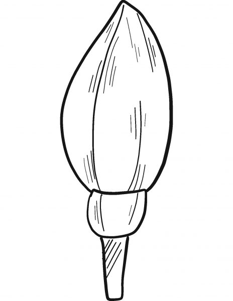 Spring Flower coloring page image