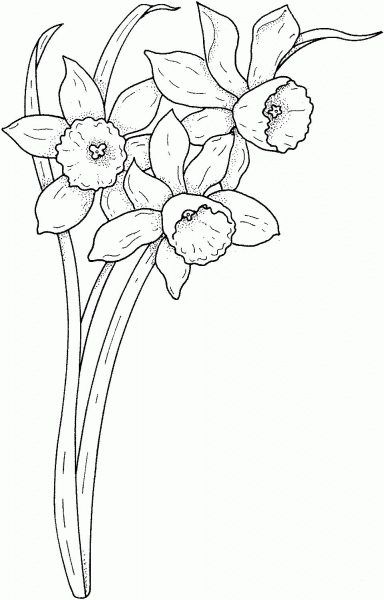 Spring narcissus  coloring page image