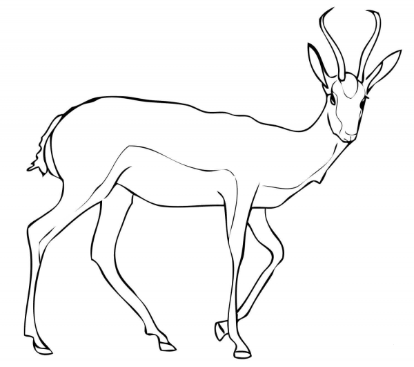Springbok Antelope coloring page image