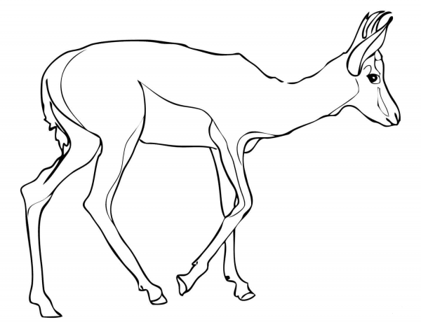 Springbok coloring page image