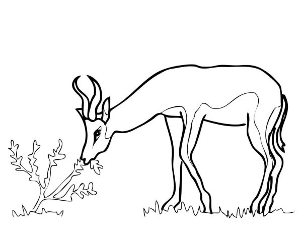 Springbok from South Africa coloring page image