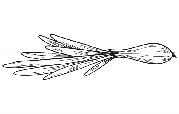 Sprouted Onion coloring page image