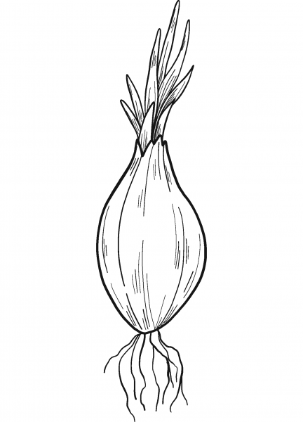Sprouted Onion coloring page image