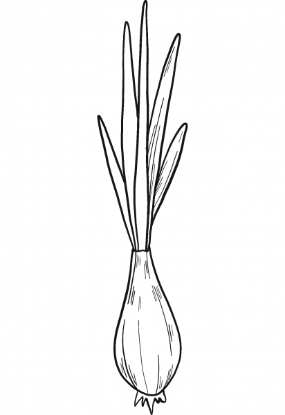 Sprouted Onion coloring page image