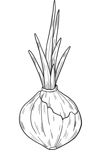 Sprouted Onion coloring page image