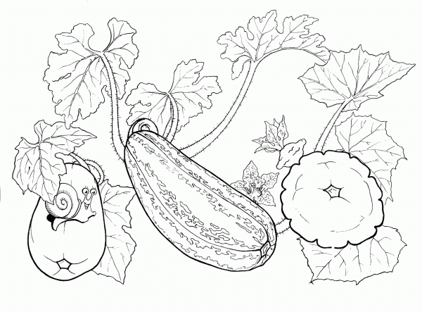 Squash  coloring page image