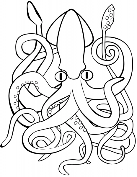 Squid coloring page image