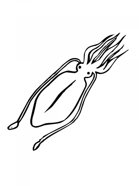 Squid Mollusc coloring page image