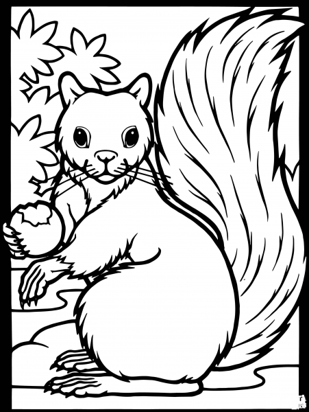 Squirrel Acorn coloring page image