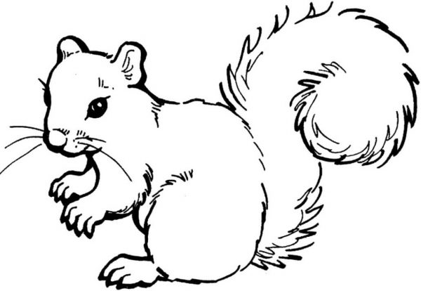 Squirrel coloring page image