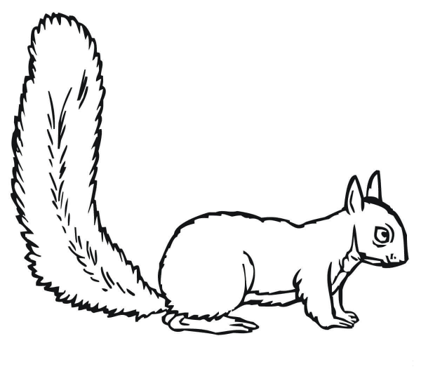 Squirrel coloring page image
