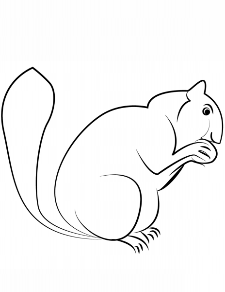 Squirrel coloring page image