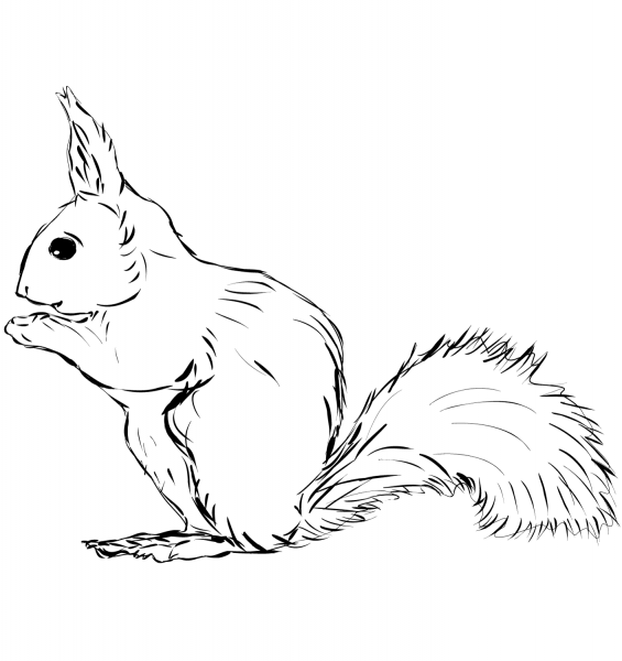 Squirrel coloring page image
