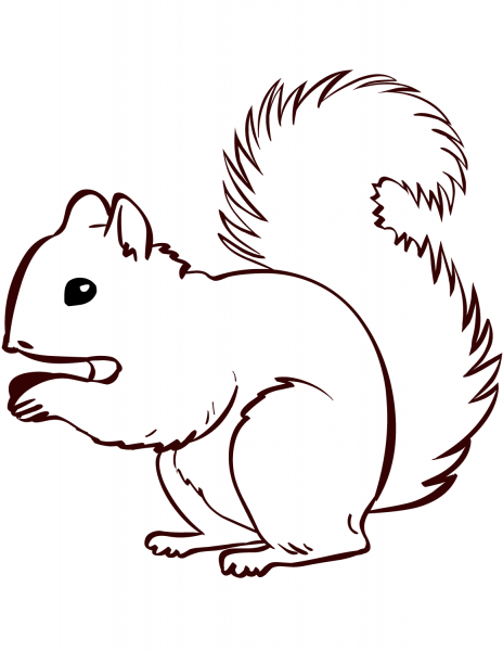 Squirrel coloring page image