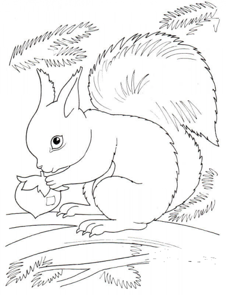 Squirrel Eating Nut coloring page image