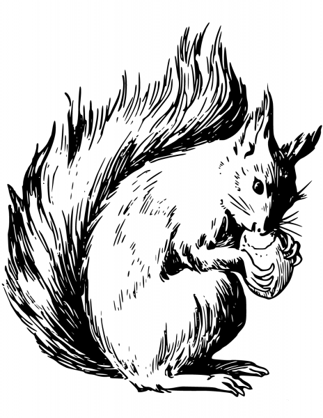 Squirrel Eating Nuts coloring page image