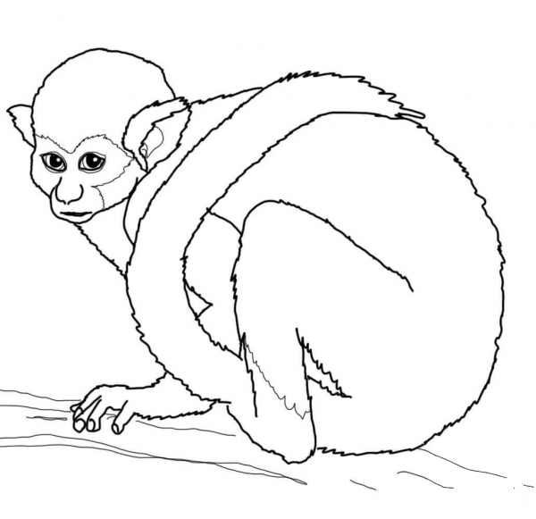 Squirrel Monkey coloring page image