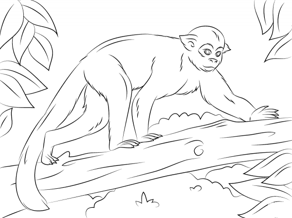 Squirrel Monkey on A Tree coloring page image