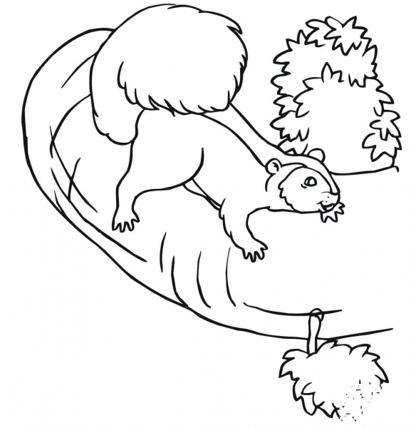 Squirrel on a Tree coloring page image