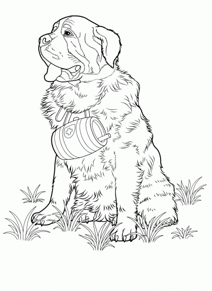 St. Bernard Dog coloring page image