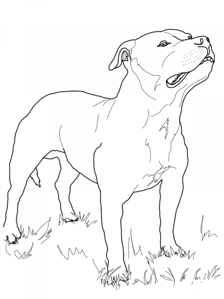 Staffordshire Bull Terrier coloring page image