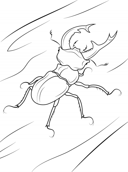 Stag Beetle coloring page image