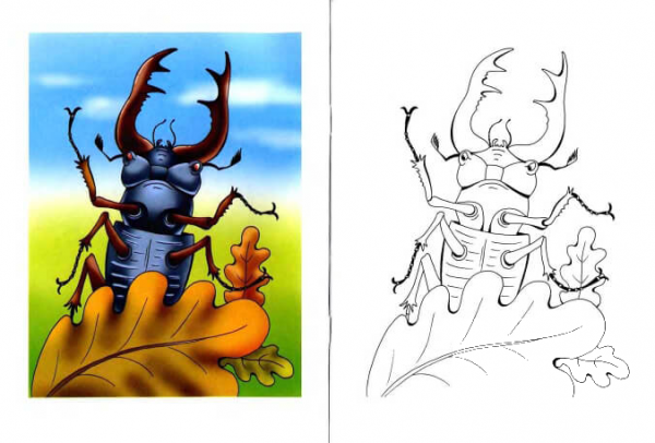 Stag Beetle coloring page image