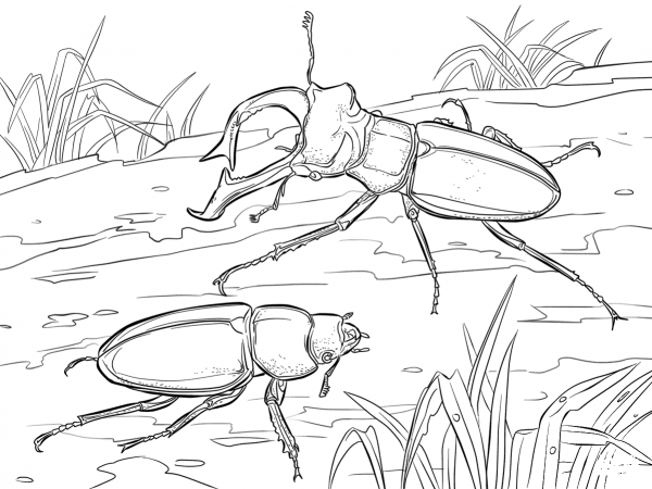 Stag Beetles coloring page image