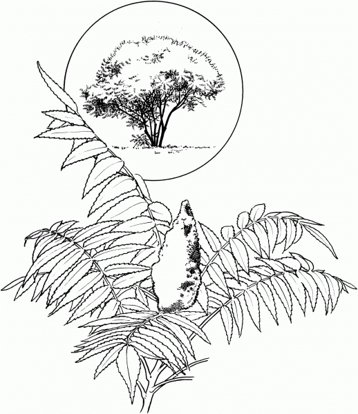 Stag’s Horn Sumach coloring page image