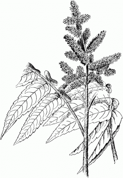 Staghorn Sumac coloring page image