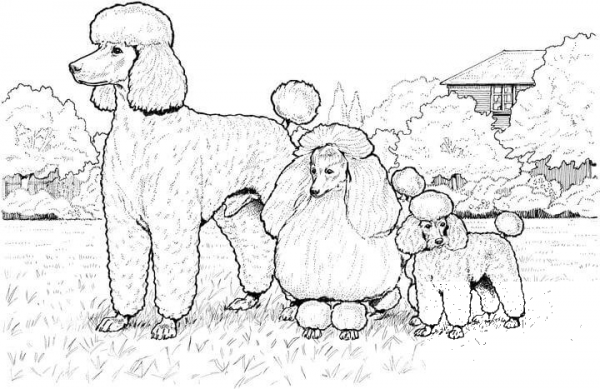 Standard, Miniature and Toy Poodles coloring page image