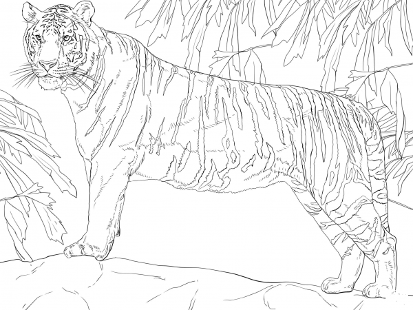 Standing Bengal Tiger coloring page image
