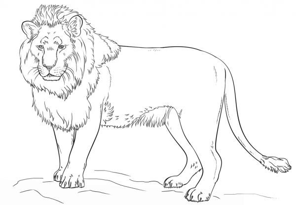 Standing Lion coloring page image
