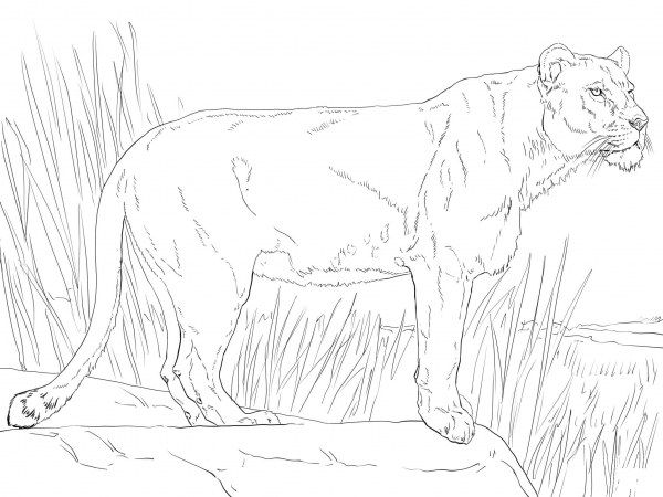 Standing Lioness coloring page image