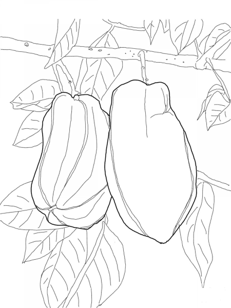 Star Fruit on Tree coloring page image