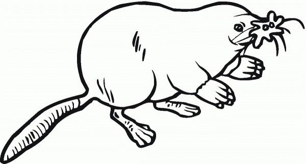 Star nosed mole coloring page image