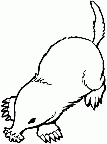 Star-nosed mole coloring page image