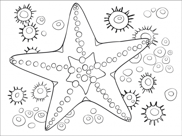 Starfish coloring page image