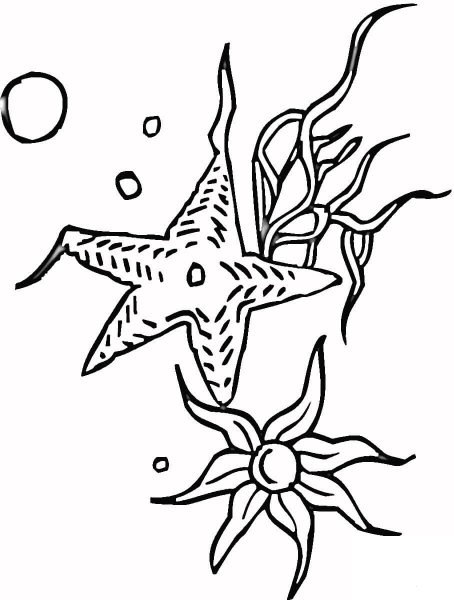 Starfishes coloring page image